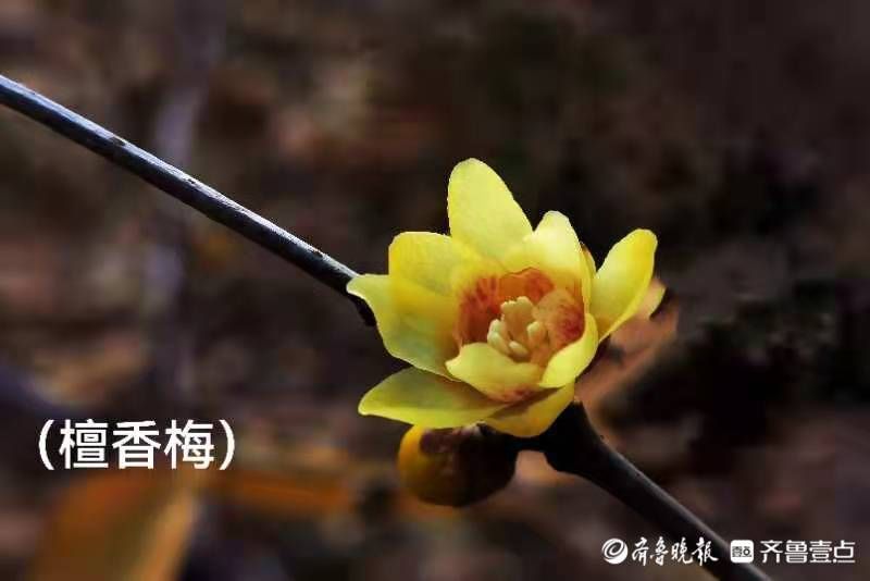 腊梅花|千佛山腊梅花，凌寒独自开，飘香十里外