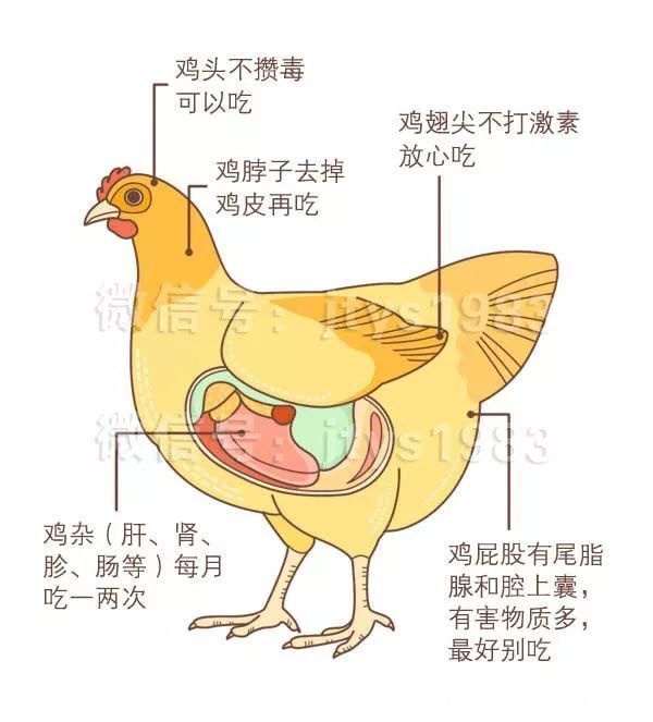 胆汁|鸡、鱼、虾这些部位千万别吃，毒素和寄生虫超多！你再喜欢也要戒口