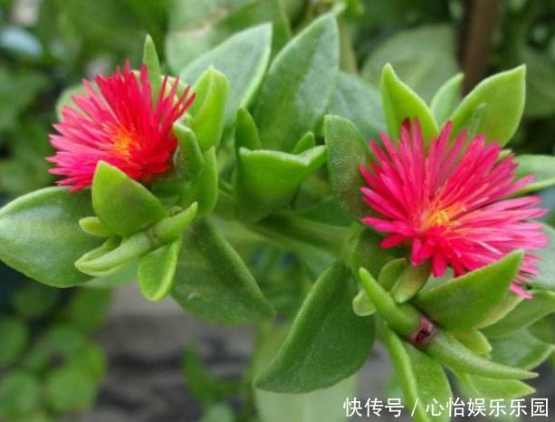 角落|新手养2种“吊兰”，好养又好看，放角落也爆花，一年到头有花看