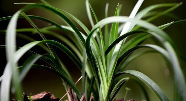 怎么判断兰花缺少氮磷钾?学会这三招,养不好兰花都难