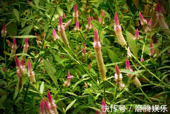 蛇莓|小时候常见又叫不上名的植物,终于知道叫啥了,太全了