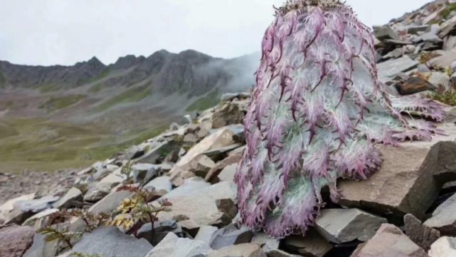 生物|杨向红镜头下的玉龙雪山奇花异草，见证了丽江生物多样性之美