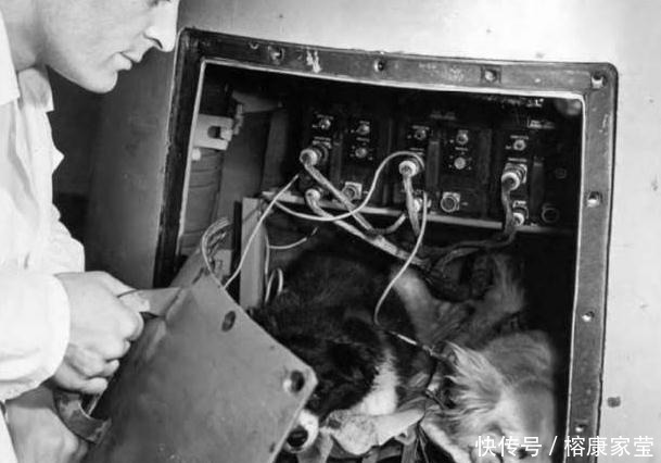 1957年,苏联将一只3岁的流浪狗送入太空,后来怎样了?