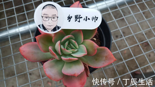 小知识|多肉服盆难，了解这4个原因再纠正，肉肉轻松服盆