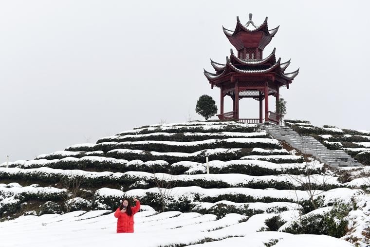 侗乡茶园雪景美