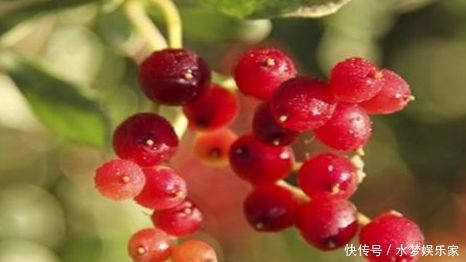 对身体好处多的食物,坚持常吃,到降血压,滋肾补虚,补血美容