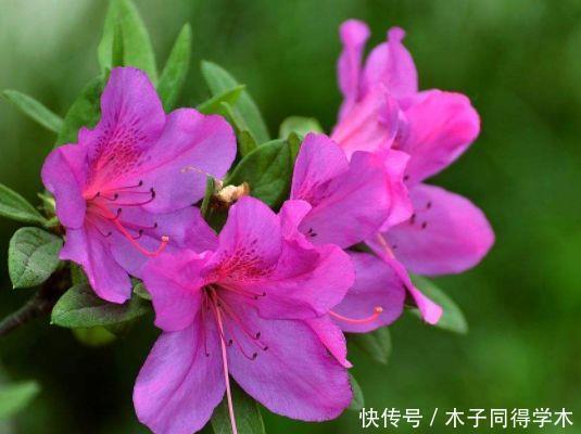 4种花漂亮不输牡丹，可盆栽种植，四季开花，很值得拥有