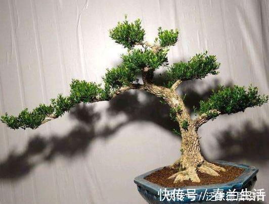 哪种黄杨最美？怎样栽培？制作盆景该注意什么