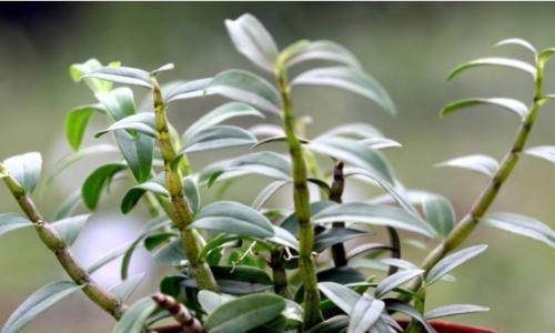 丑到当垃圾扔的盆栽,想不到竟价值过万,后悔哭都来不及了