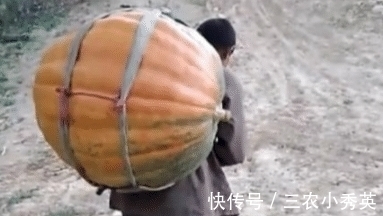 南瓜|大叔意外丰收巨型南瓜,高兴的背着回家,途中南瓜却突然裂开了