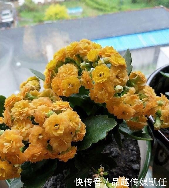 小平头|长寿花剪一刀,理个小平头,株型矮壮开花多