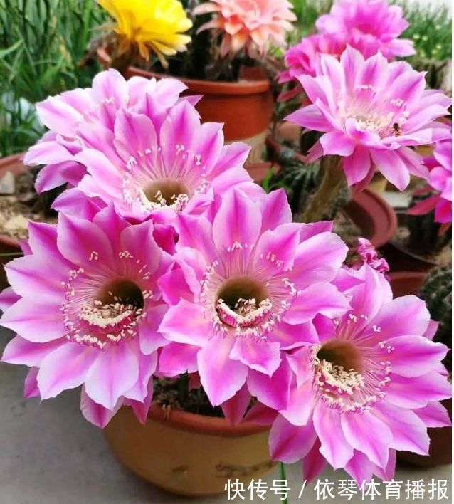 这些小植物，家里随便养一盆，花美色艳，花苞芳香怡人，观赏性强