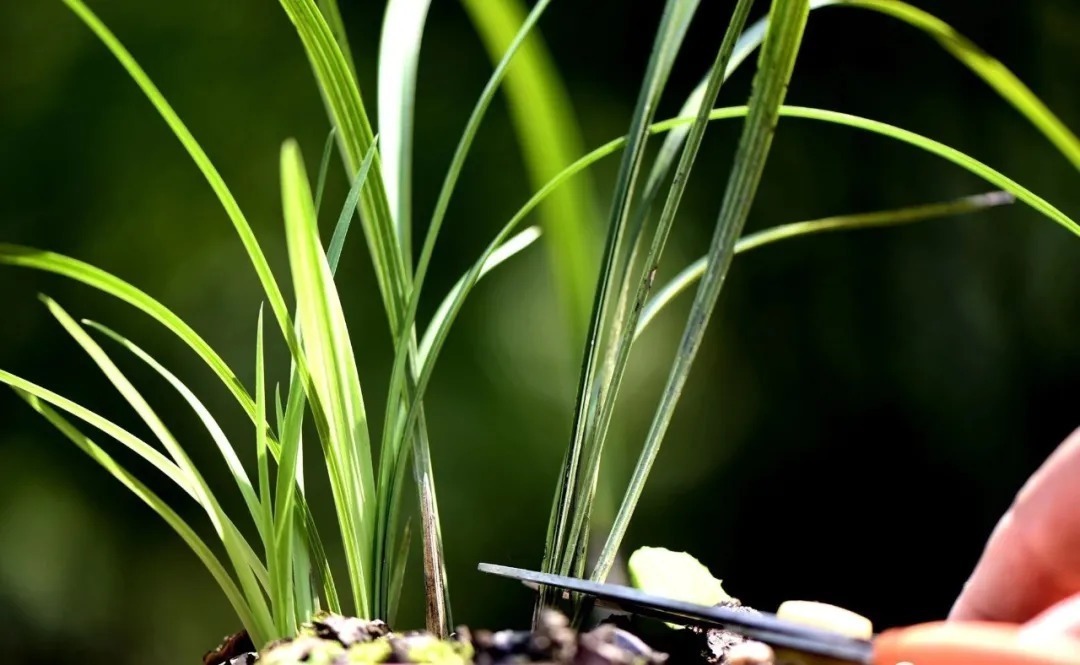 芦头|兰花易得茎腐病，和植料粗细有关？兰友：真正的原因只有3条