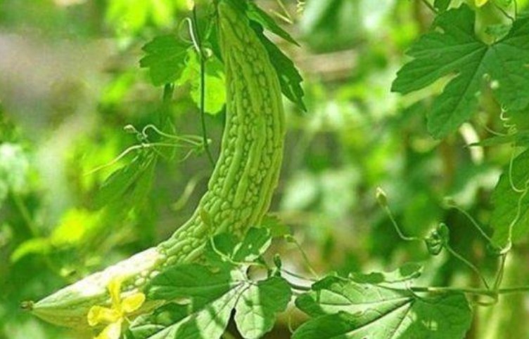 燃脂|对身体很好的3种蔬菜,每天换着吃,排毒燃脂,水嫩肌肤