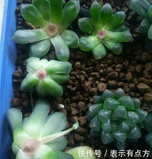 婆婆在多肉上涂了点达克宁,没想到变这样,长见识了