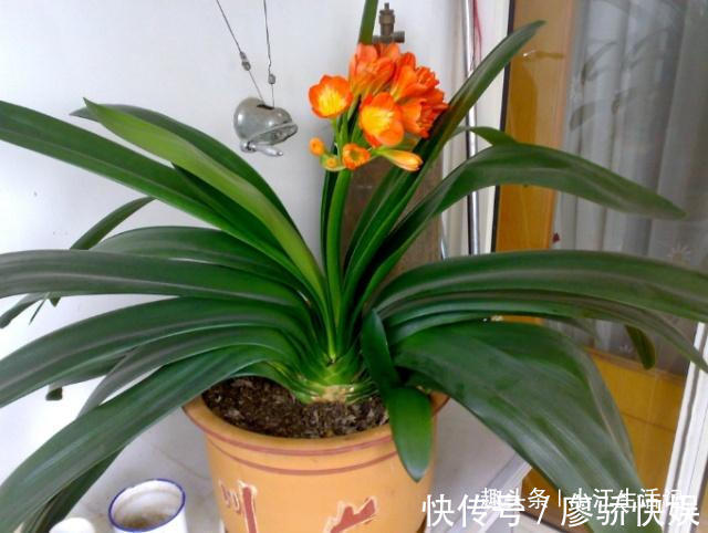 什么淘米水、黄豆水都不如“这种水”,肥效温和持久,盆土不板结