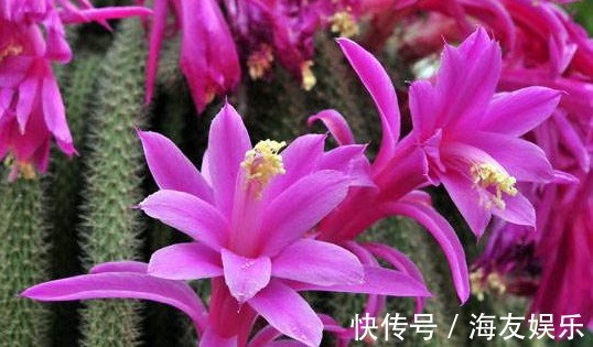 1种花不是蟹爪兰，开花却比蟹爪兰还美，半年能长1米高，开成花海