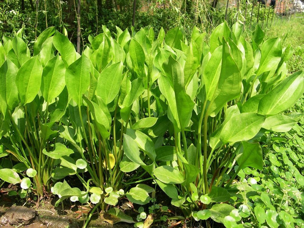 肠炎泄泻|泽泻可入药,主治肾炎水肿、肾盂肾炎、肠炎泄泻、小便不利等症