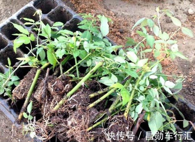 园丁在修剪绿化带里的月季？抓紧捡回家，按这3步扦插育苗