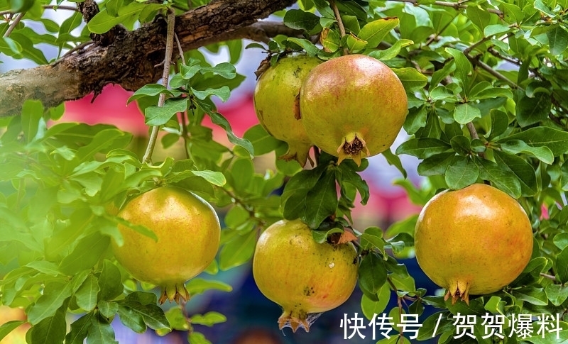 家有五树,儿孙都富!有院子建议栽5种树,看花,收果,寓意吉利