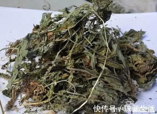 野草|农村路边常见的野草,煮水喝有“奇效”,止咳力超强