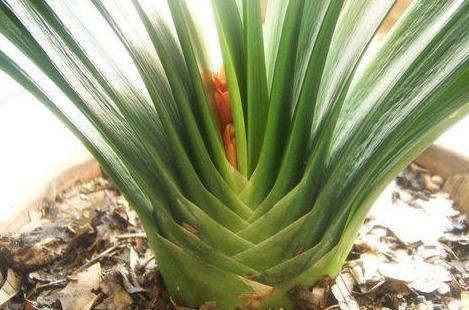 专业应对君子兰夹箭技巧，3天抽箭开花，简单粗暴又有效