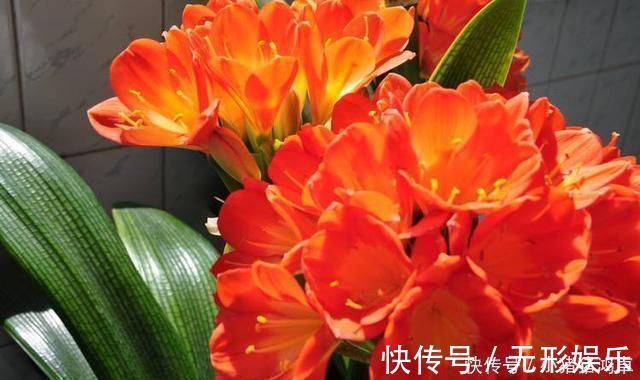 钙片|君子兰长得慢,给它吃一点“钙片”,根壮叶绿疯长,开成大花球