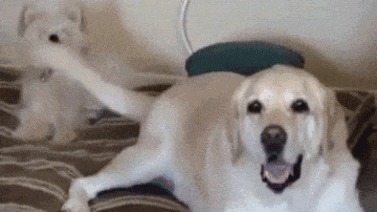 |搞笑GIF: 提起裤子赶紧跑吧 这种情况就别解释了