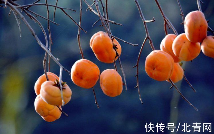 柿结石|柿子通身都是宝 各个部位都可入药