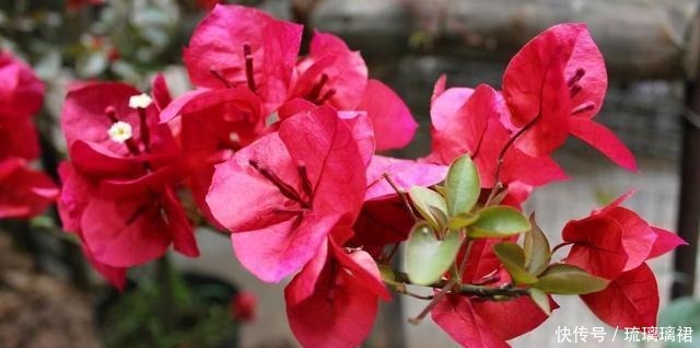 2种生命力顽强的花，一根枝条就是一盆，这个夏天还能开花！