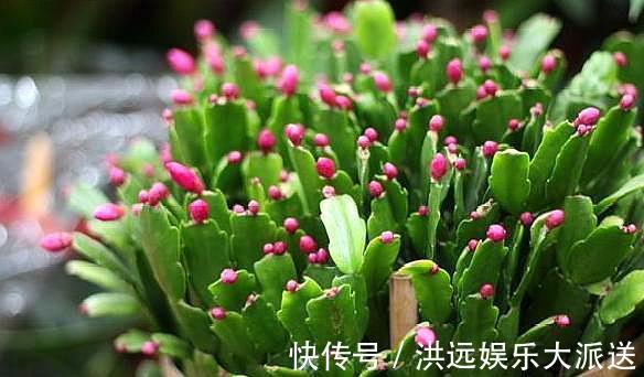 养分|用这种“土”养蟹爪兰，不花钱，养分足，叶片肥厚，开花棒！