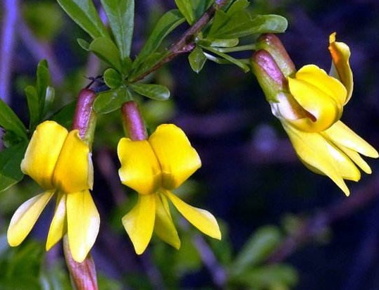 新手养花,不妨试试这几朵,比绿萝还好养,郁郁葱葱,四季常开花