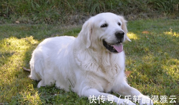 伴侣|和生肖鸡幸福配对的最佳伴侣是谁家庭兴旺，添财多福，夫妻恩爱