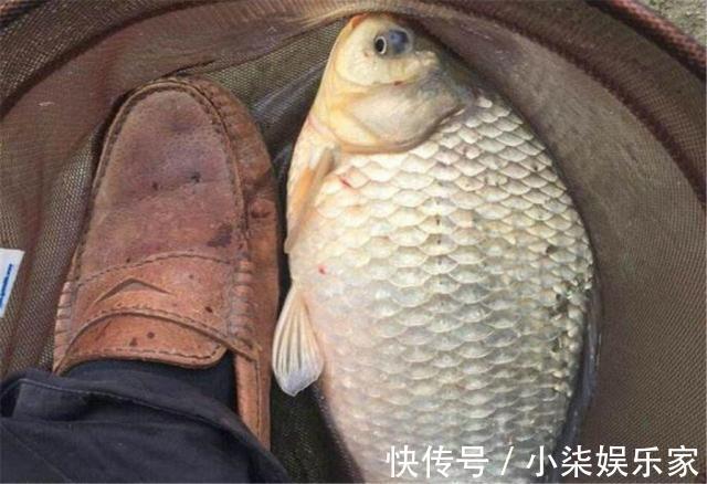 四季|这款自制饵料专攻大鲫鱼,四季通用效果绝佳,钓鲫鱼有一套