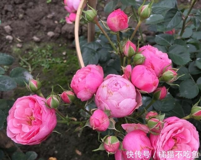 不用花钱买，1根枝条、1杯水，30天就能长出一盆大月季！