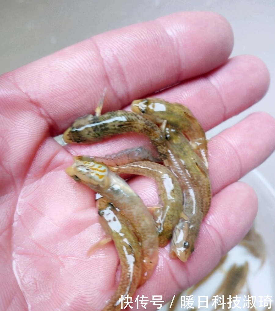 钓友|河道钓鱼却被“趴地虎”搞得心态爆炸？钓鱼人：这是四大害鱼之首