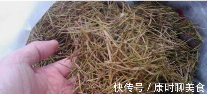 出门随手捡“3物”回来,丢兰花盆里,营养又透气,不烂根开花多