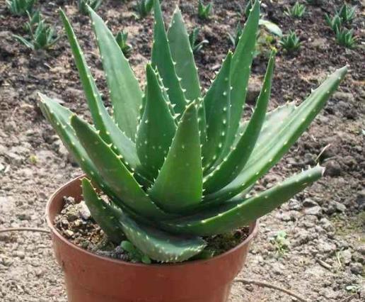 看着“丑”的3种花，放家里却能“镇宅”，还吸甲醛，值得养！