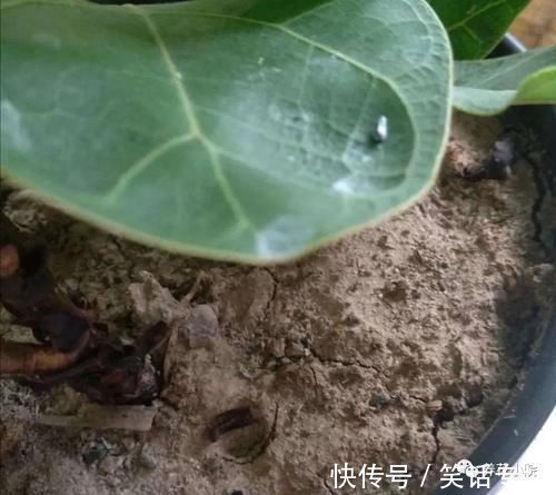 腐殖土|家中养花,别用这3种土,用上长不旺,影响开花