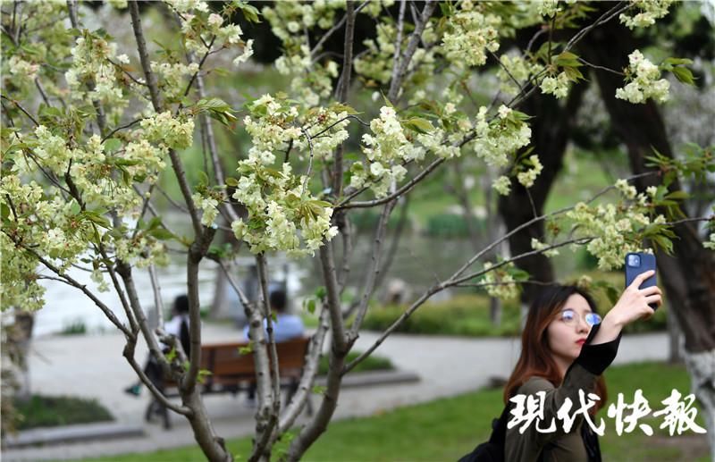 樱花原来还有绿色的！“国宝级”绿樱在南京玄武湖迎来最美观赏期