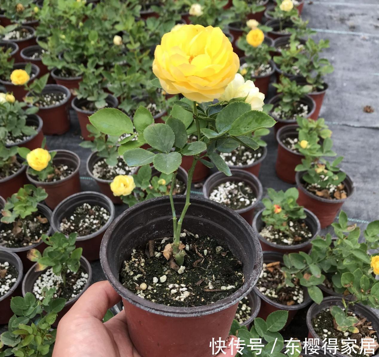 养分|9月降温，养月季希望花叶窜爆盆，万万不能忽略这4点