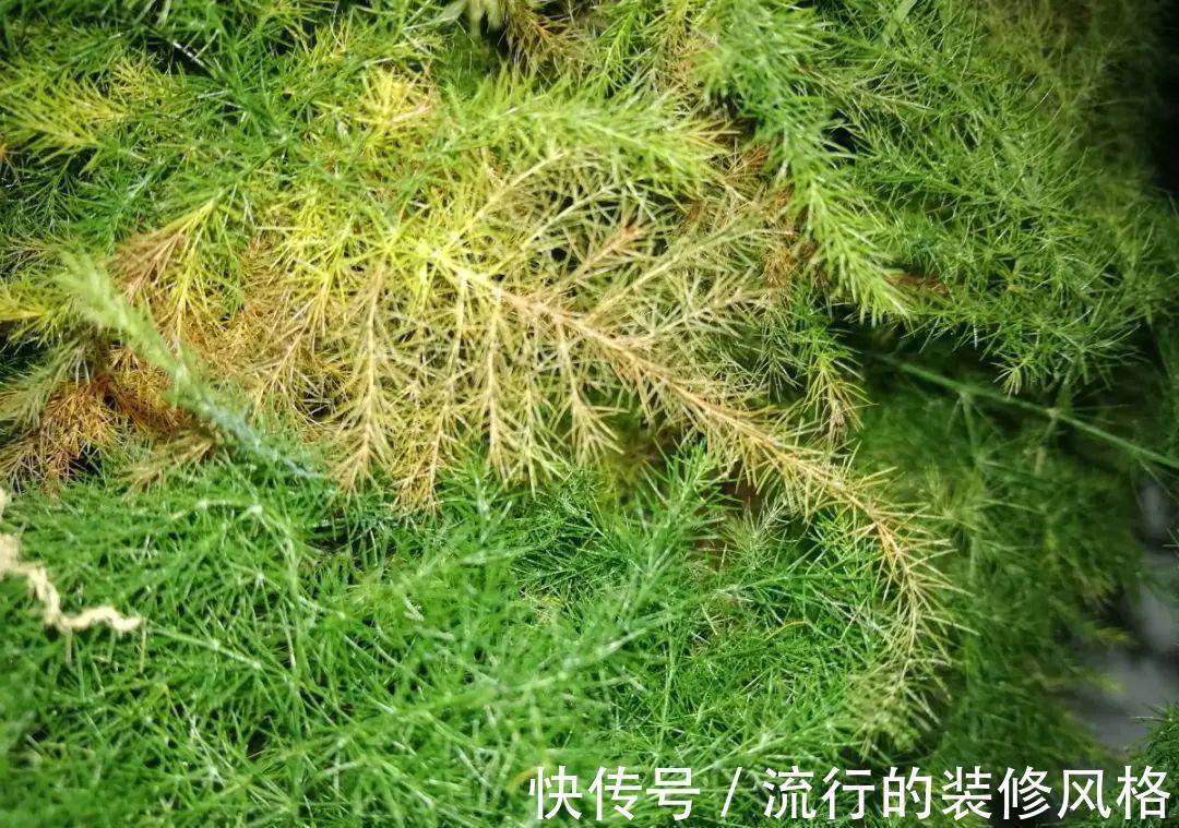 黄叶|养花“黑名单”实在太难养，心累