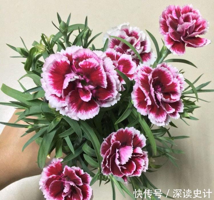 4种超美的花，几乎全年开花，花色绚丽，种植也容易