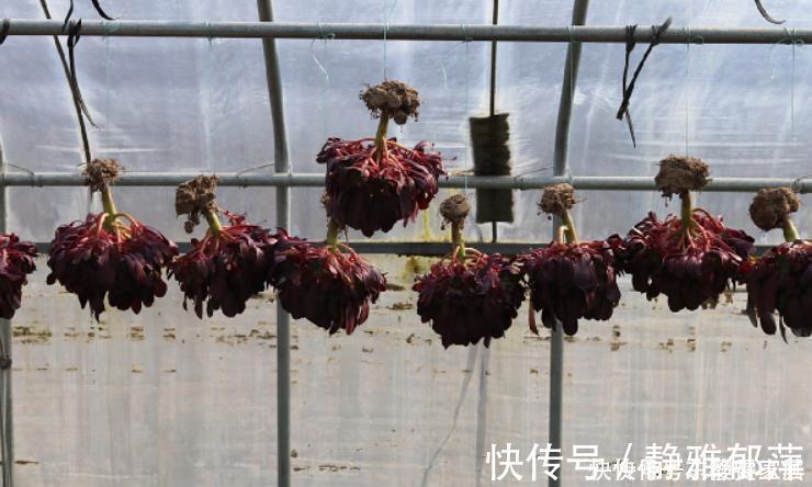 老桩|黑法师盆景培育技巧，只要做3步，采用“倒挂法”，变成盆景老桩