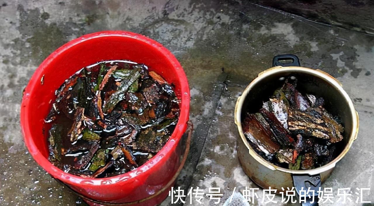 根系|不管养什么兰花,把这1种树皮埋土里,根系、叶片噌噌窜