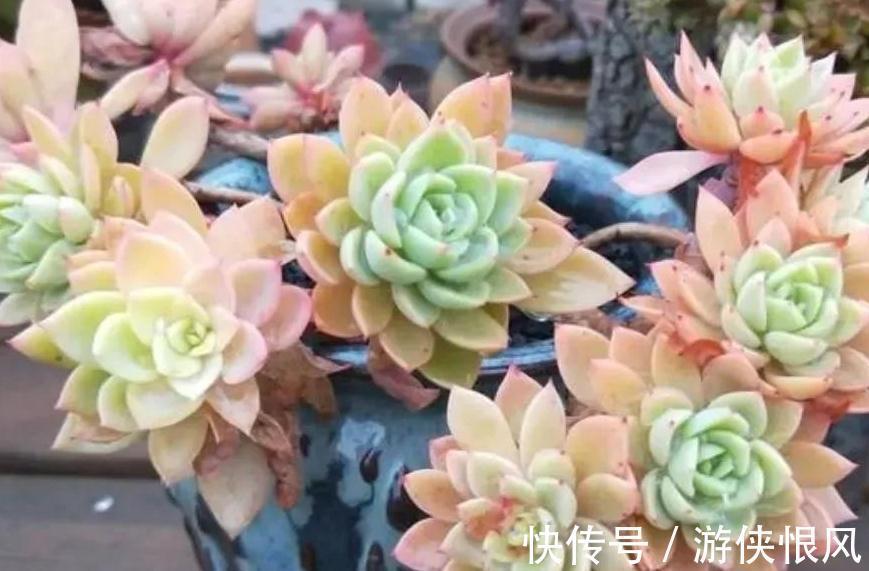 多肉三色菫怎么养出群生手捧花