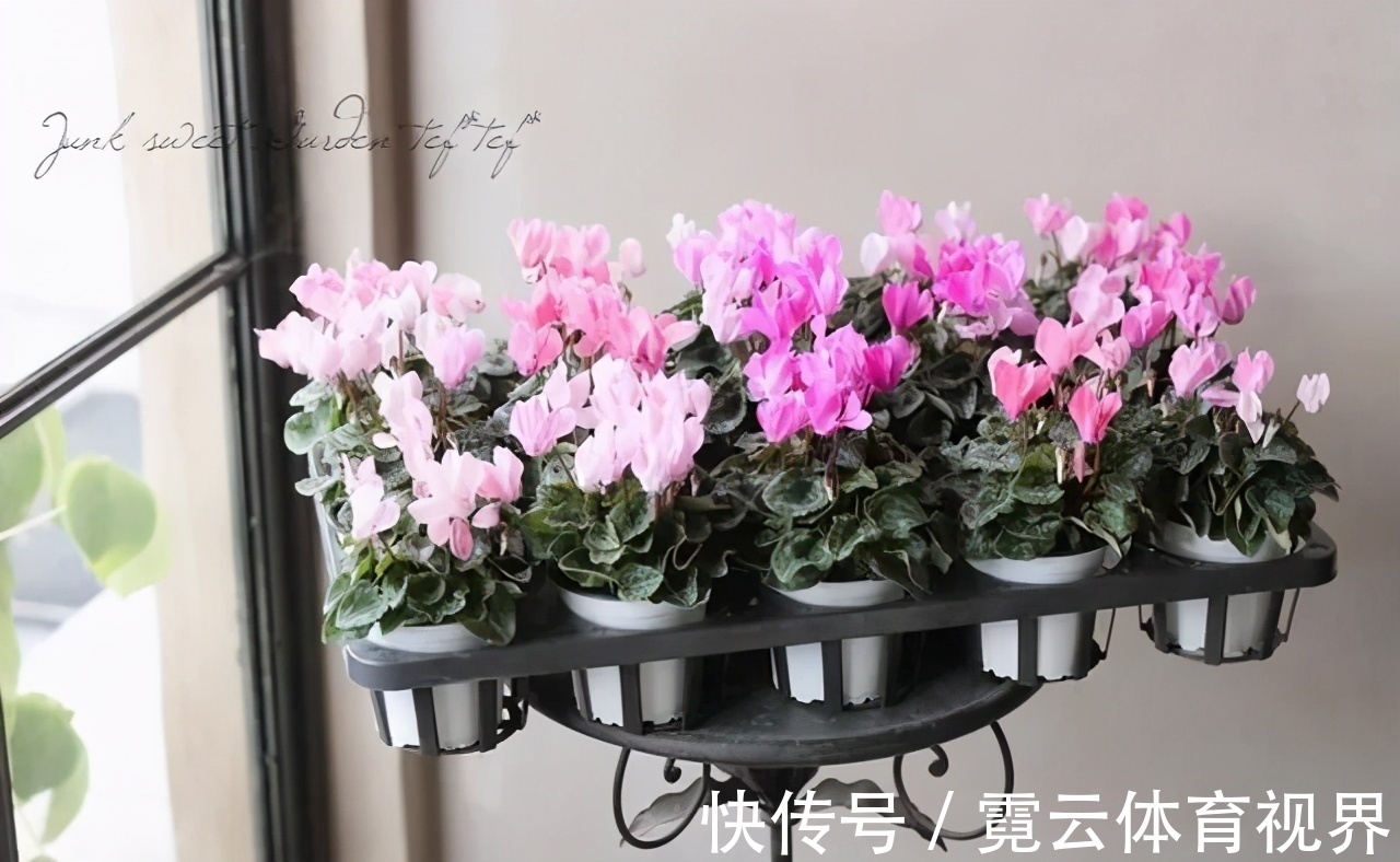 你的仙客来叶软,花趴还是黄叶,别着急,就用2招,挤满大花苞