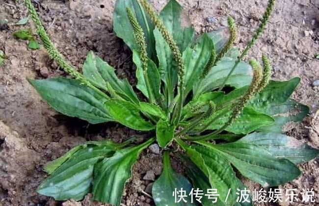 泡水|失眠难入睡,莫慌!用此物泡水喝,补脑抗衰,远离失眠烦恼,祛湿