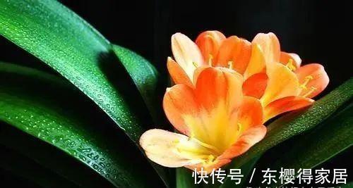 君子兰|九月养君子兰，三个位置补点水，“新叶稠密”单次绽放上百朵！