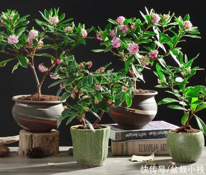 叶子镶金边,花朵有浓香,说的是什么花?你认识吗?